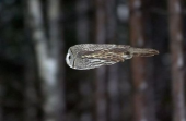 フクロウマニア？ 画像2