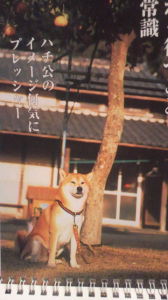 ☆犬川柳～♪ 画像2