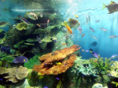しながわ水族館へ 画像1