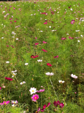 小金井公園 画像1