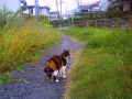 猫と歩く