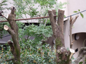 今日は植木屋さん 画像1