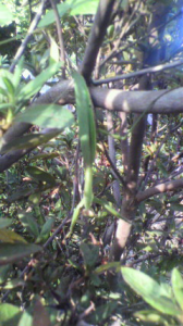 これで、ええですろうか～<m(__)m> 画像2