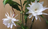 花の命は‥‥ 画像2