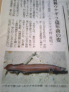 むかしうなぎ