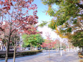 星が綺麗だった 画像2