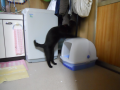 何故？そこを？