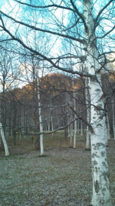 禁酒の賜物。 画像1