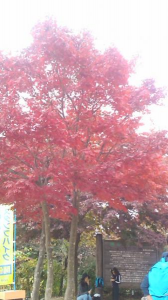 東京（２日目） 画像1