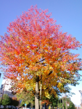 青空と紅葉 画像1