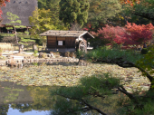 紅葉－東山植物園 画像2