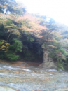 来週が見頃です☆