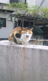 「三毛さん」の鼻水！ 画像1