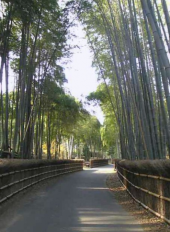 竹林 画像2