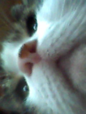 咳が出る。。 画像1