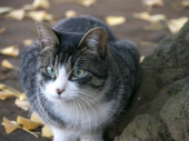 雑司ヶ谷の猫。 画像1