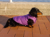 本日運転手 画像3