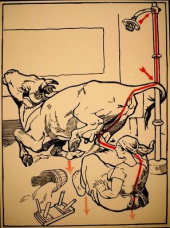 昔のドイツスゲー 画像3