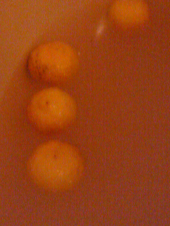 チョコと柚子湯 画像2