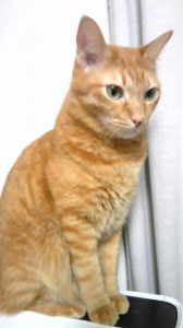 あとちょっと・・・。 画像1
