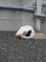 やらんよりましだろぉ精神でGET　EIGHTを叫ぶ