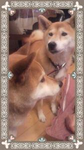 ☆夜が明けたぜよ~! 画像2