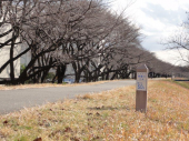 寒い朝　多摩川　海から50km 画像1