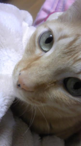 べったり～♪ 画像3