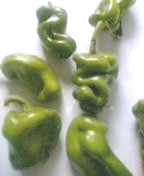 ピーマン 画像2