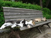 「集会」 画像2