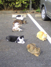 「集会」 画像3