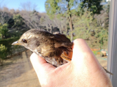 今日は・・・鳥さん大丈夫かしら 画像2