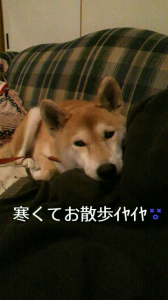 ☆臭子の1 日…?( ̄▽ ̄;) 画像1