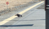 ろーかるでんしゃ 画像3