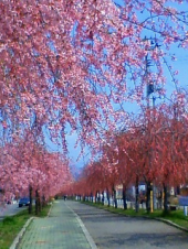 しばしお待ち下さいませ　・・・♪ 画像1