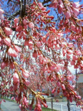 しばしお待ち下さいませ　・・・♪ 画像2