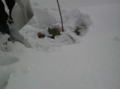 雪の下の・・・・・キャベツ♪ 画像1