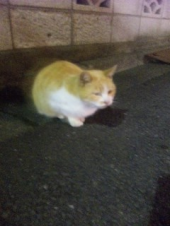「(=｀ω´=) 茶々さん強し！」 画像2