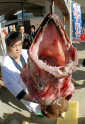 鮟鱇 画像1