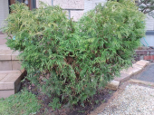 今日は・・・植木の手入れをしたよ 画像1