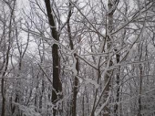 垂り雪　・・・♪ 画像1