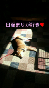 ☆大幅な予定変更・・(lll-ω-)ｽﾞｰﾝ 画像1