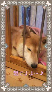 ☆朝ですよ～＼(* ⌒0⌒) ｂ♪ 画像1