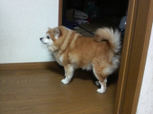 チロちゃんで～す♪ 画像1