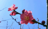 梅の宴 画像3