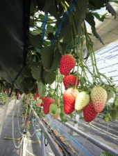 イチゴ狩り 画像1