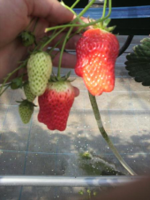 イチゴ狩り 画像2