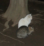 今日は家に居たので 画像2
