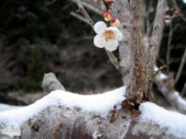 「なごり雪？」 画像1