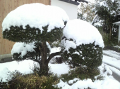 新潟に避難所が開設されました。 画像1